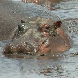 hippo